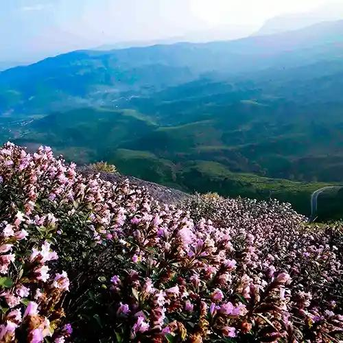 Neelakurinji Bloom